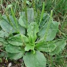 seeds 400 organic broadleaf plantain ~ plantago major *