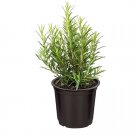 seeds rosemary | heirloom - non-gmo herb 