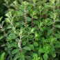 1000 seeds marjoram sweet herb garden medicinal culinary perennial non-gmo