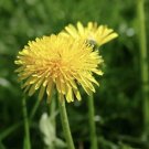 seeds 250 dandelion - taraxacum officinale medicinal and edible herb