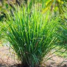 seeds 50 lemon grass (cymbopogon citratus) fresh non-gmo garden -