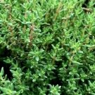 seeds common thyme 3000 thymus vulgaris herb garden non-gmo