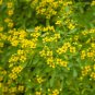 seeds rue 150 common herb repellent heirloom non-gmo seller