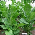 1000 2000 seeds habano tobacco ~ heirloom high yield cigar