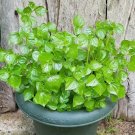 seeds 5000 crab claw - rau cang cua shiny bush aka. peperomia pellucida