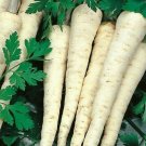 seeds hamburg rooted parsley 500 petroselinum crispum herb garden