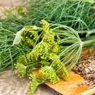seeds 500 dukat dill | heirloom - non-gmo
