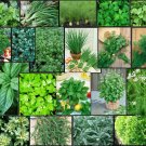 20 seeds herb garden lot ~ varieties over 4,435 fresh non gmo --