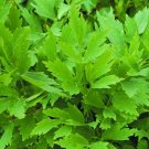 seeds lovage 250 common herb heirloom perennial non-gmo seller