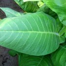 1000 11 seeds nb tobacco ~ burley type heirloom non-gmo nicotiana tabacum