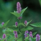 seeds 300 hyssop | heirloom - non-gmo herb
