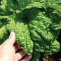 50 organic lettuce leaf basil seeds,