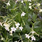 1000 seeds nicotiana alata - jasmine flowering tobacco