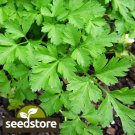 seeds giant italian parsley | heirloom - non-gmo