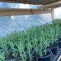 seeds 700 pipicha