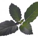 seeds organic holy basil (o. sanctum) tulsi | a medicinal herb & spice 200
