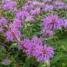 seeds bee balm 1000 wild bergamot perennial herb flower garden