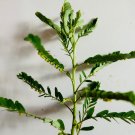 30pcs organic stone breaker phyllanthus niruri chanca piedra seeds,herb