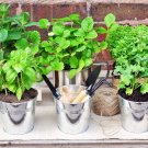 starter packs of herbs/veggies - a