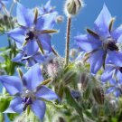 60 seeds - borage edible blue flower groco buy 15-ships