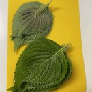 200 seeds 2024 korean perilla fresh