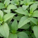 seeds lime basil 600 annual herb garden culinary spices non-gmo