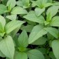 seeds lime basil 600 annual herb garden culinary spices non-gmo