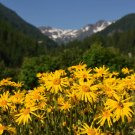 15 seeds mountain arnica montana wolf's bane yellow flower herb
