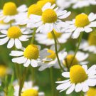 seeds roman chamomile | 2,000 heirloom - non-gmo
