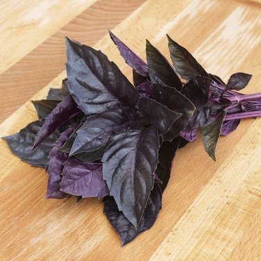 250 seeds  dark opal basil -- herb heirloom - organic non gmo fresh