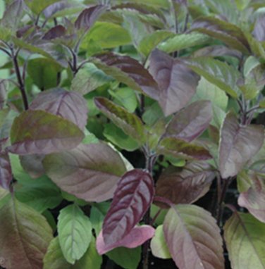 seeds red tulsi basil 200 leaf holy garden herb non-gmo