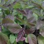 seeds red tulsi basil 200 leaf holy garden herb non-gmo