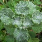 seeds horehound 200 perennial herb garden marrublum vulgare