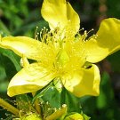 seeds st john's wort 500 great variety perennial herb garden
