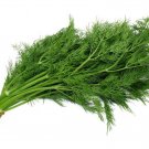 200 bouquet dill seeds(anethum graveolens)fresh garden herb