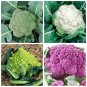 300 seeds rainbow blend cauliflower - broccoli mixed colors | non-gmo,