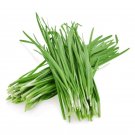seeds 5gram / 1000pcs chinese chives , leek 韭菜种子