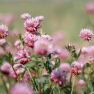 3,500 medicinal seeds: alsike pink clover herb flower easy, bulk,
