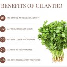 300 seeds fresh cilantro/coriander non gmo-open pollinated-usa seller