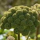 seeds angelica great 80 | perennial med herb (angelica atropurpurea) rare