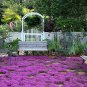 seeds creeping thyme | non-gmo herb seed store