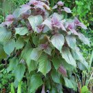 seeds 400purple shiso purple perilla zisu tia to tim beefsteak /sesame leaf