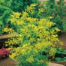 seeds bouquet dill | heirloom - non-gmo herb