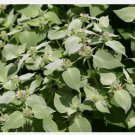 seeds mountain mint * 20 rare herb medicinal aroma