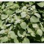 seeds mountain mint * 20 rare herb medicinal aroma