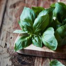 500 seeds herb italian large leaf basil basilicum container gardening non-gmo