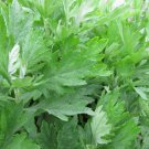 seeds mugwort 500 artemisia vulgaris medicinal herb heirloom s&h