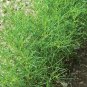30 seeds saltwort herb non-gmo traditional japanese culinary seller