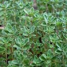 3 premium common thyme - fresh organic heirloom seed buy any var, 20% off