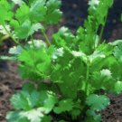seeds 500 leisure cilantro | heirloom - non-gmo